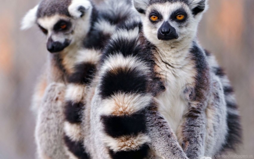 arms couple lemurs tail wallpaper Transparent Background PNG Isolated Character