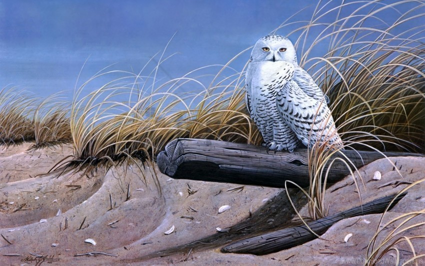 art bird dry grass logs owl sand wallpaper PNG download free