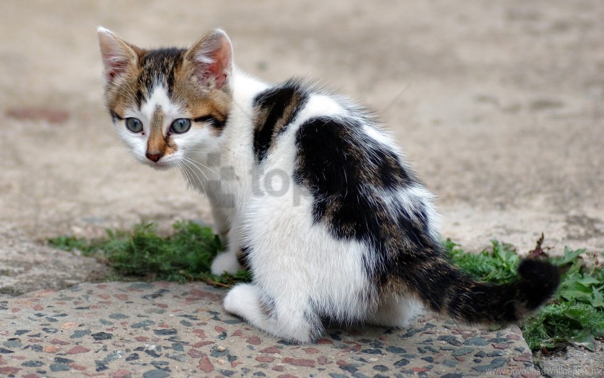 asphalt grass kitten spotted wallpaper PNG images with transparent canvas