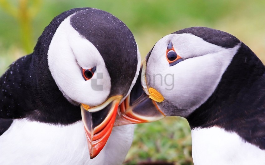 atlantic puffin beak bird couple puffin wallpaper Free PNG images with transparent layers