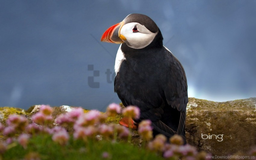 atlantic puffin seabird wallpaper Transparent pics