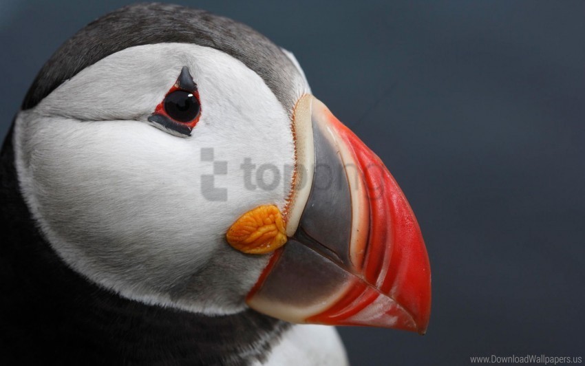 atlantic puffin wallpaper Isolated Item on HighQuality PNG