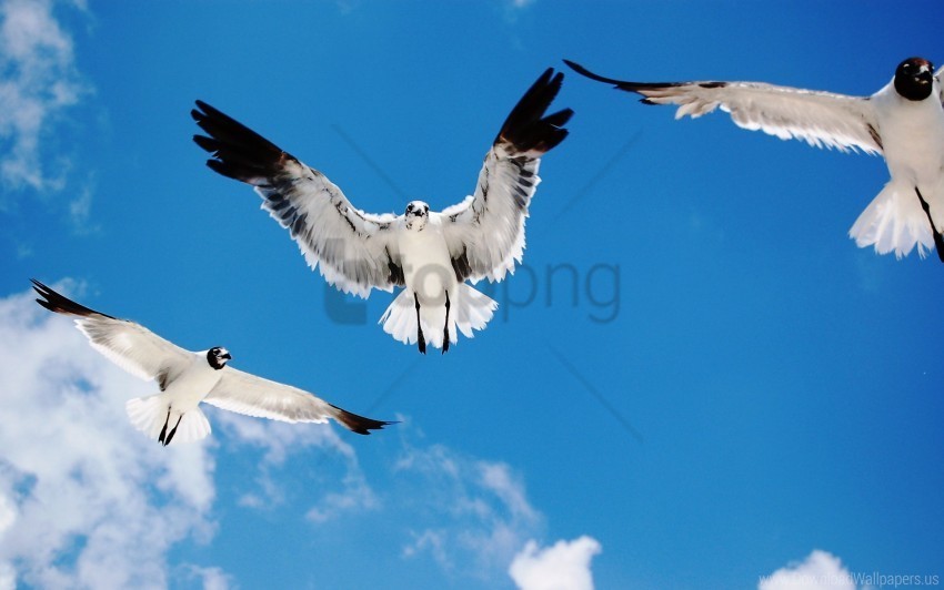 attack seagulls wallpaper Images in PNG format with transparency
