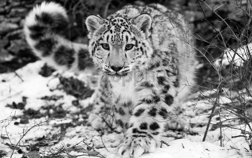 attention black and white hunting snow snow leopard wallpaper PNG Isolated Object with Clarity