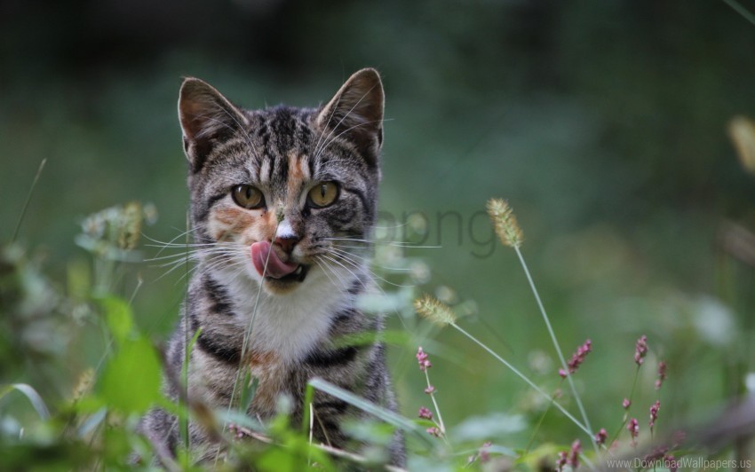 attention cat caution grass hunting wallpaper PNG images without licensing