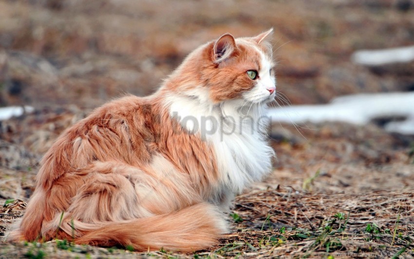 attention cat fluffy hunting leaves wallpaper HighQuality Transparent PNG Isolated Art