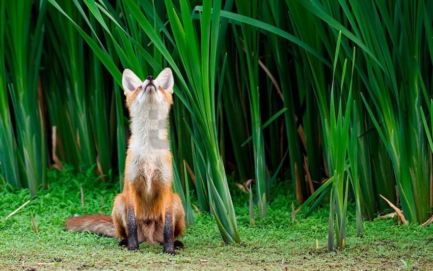 attention face fox grass hunting wallpaper PNG files with clear background variety