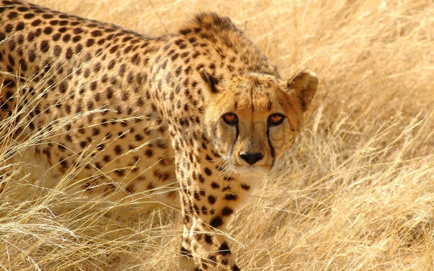 attentive cheetah grass hunt look wallpaper PNG Isolated Object with Clear Transparency