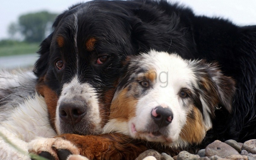 australian shepherd couple dog embrace wallpaper PNG images for merchandise