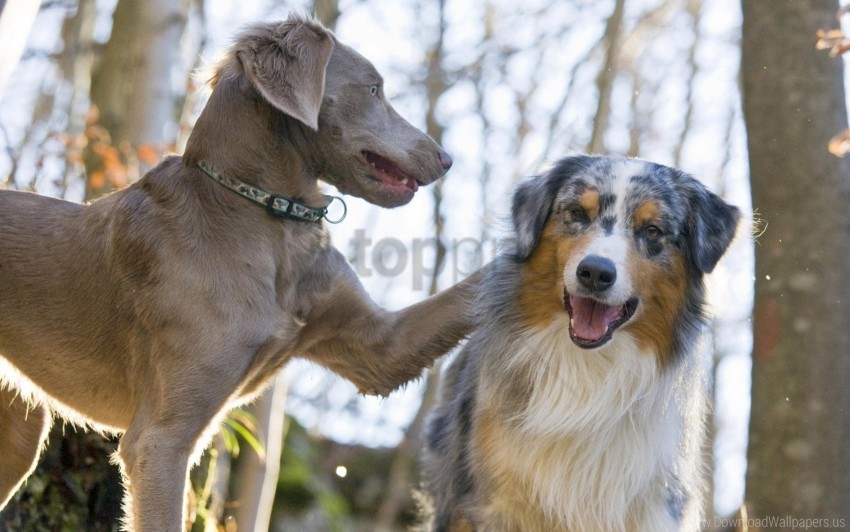 australian shepherd couple dog face play wallpaper Clear Background Isolated PNG Object