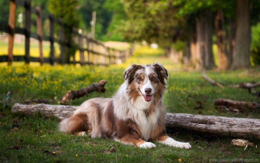 australian shepherd grass lay park wallpaper PNG files with no backdrop wide compilation