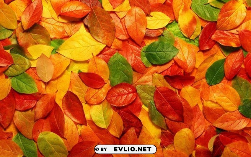 autum fall leaves PNG images with clear backgrounds