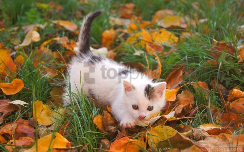 autumn baby kitten leaves spotted wallpaper Isolated Item with HighResolution Transparent PNG