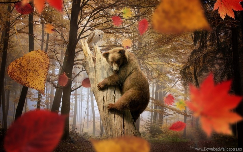 autumn bear forest leaf fall leaves mushroom owl trees wallpaper Free PNG images with alpha transparency comprehensive compilation