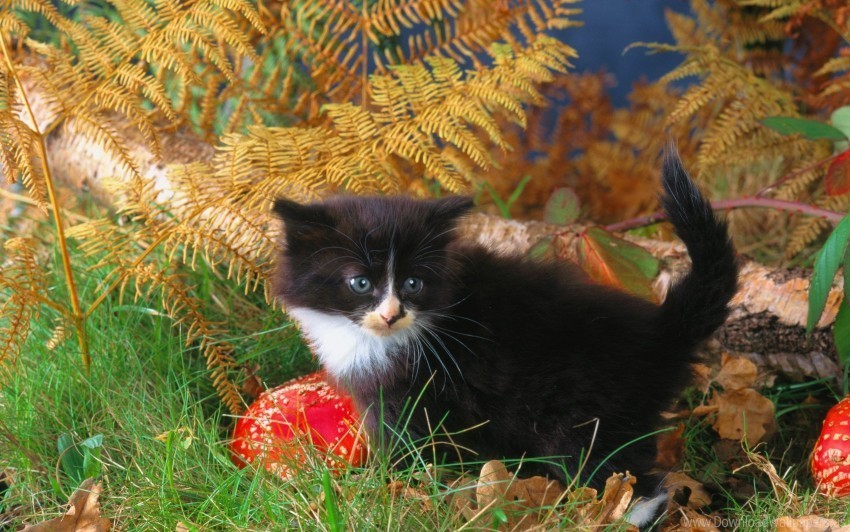 autumn black climbing grass kitten wallpaper High-resolution transparent PNG images variety