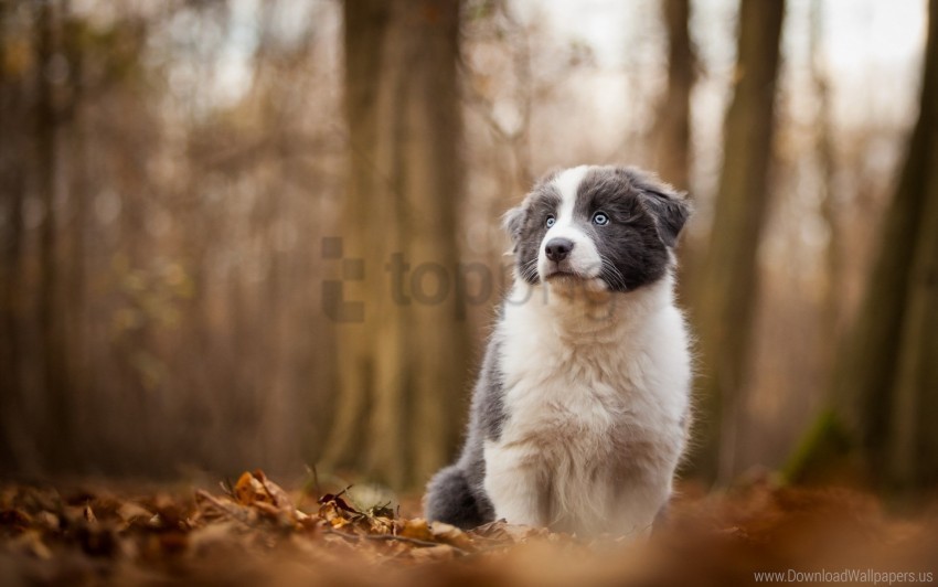 autumn blur dog trees wallpaper PNG images for merchandise