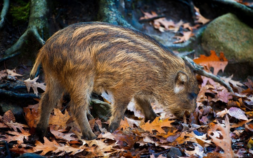 autumn boar climbing leaves stone wallpaper Free PNG images with transparency collection