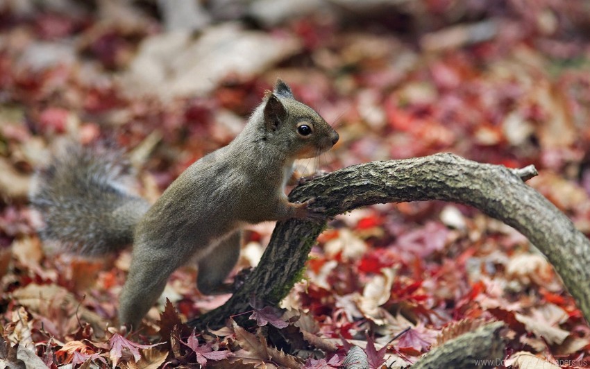autumn branch foliage squirrel wallpaper Transparent PNG image