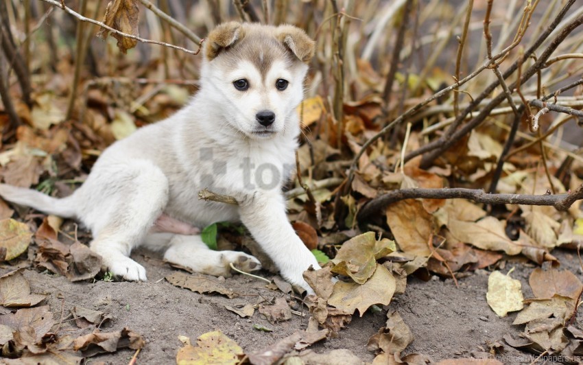 autumn branches kid leaves puppy wallpaper High-resolution transparent PNG files