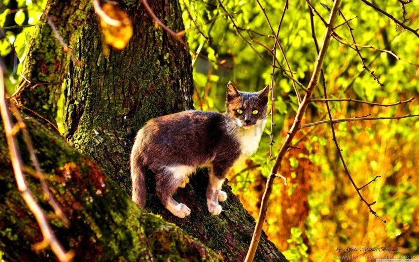 autumn cat climbing color tree wallpaper PNG Graphic with Transparent Isolation