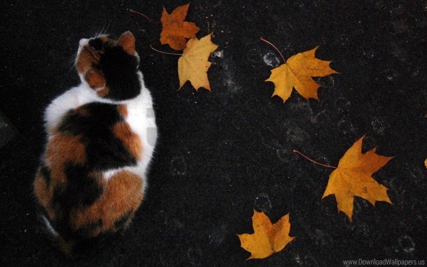 autumn cat down leaves wallpaper PNG images with transparent overlay