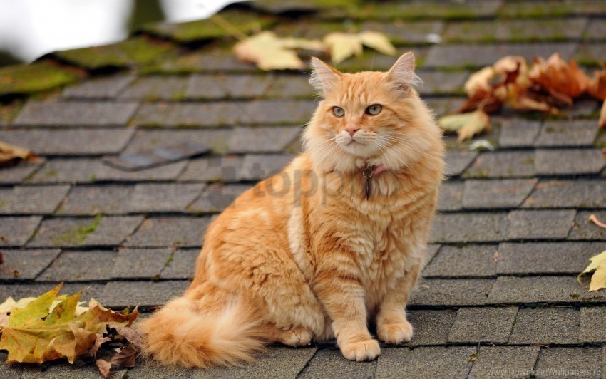 autumn cat fluffy leaves roof wallpaper Isolated Graphic on Clear Background PNG