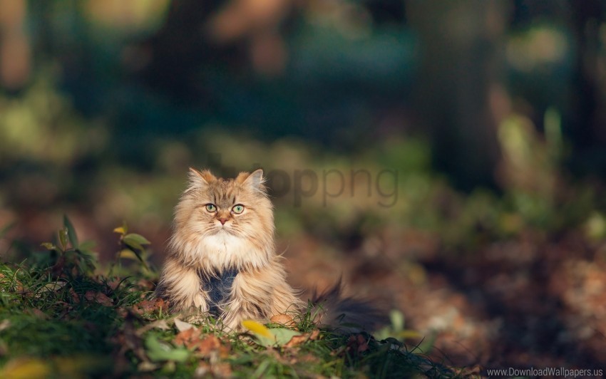 autumn cat furry grass wallpaper Isolated Item with Transparent PNG Background
