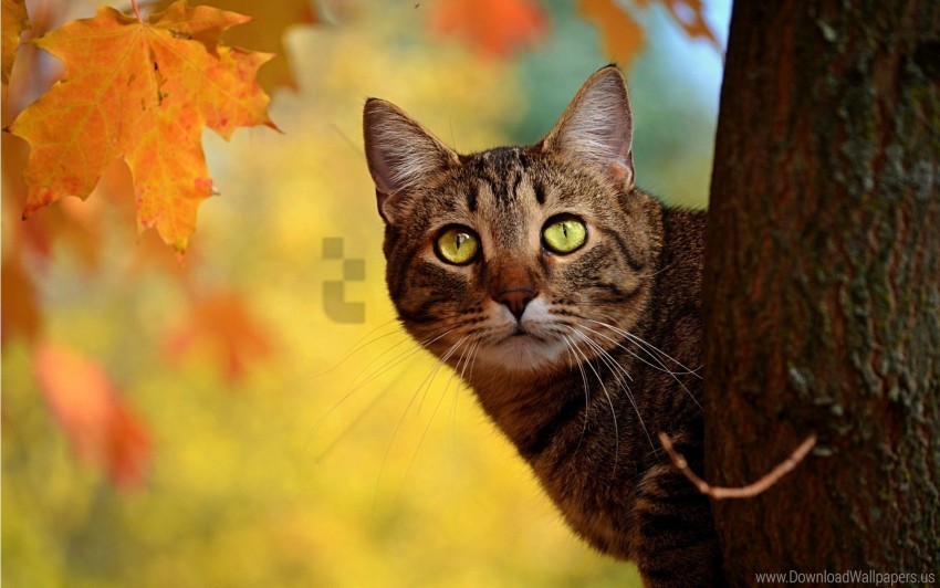autumn cat hide tree wallpaper PNG photo without watermark