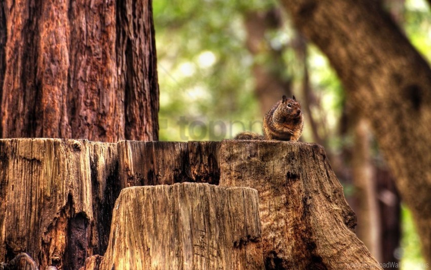 autumn chipmunk forest sitting striped stump wallpaper Free PNG images with alpha channel set