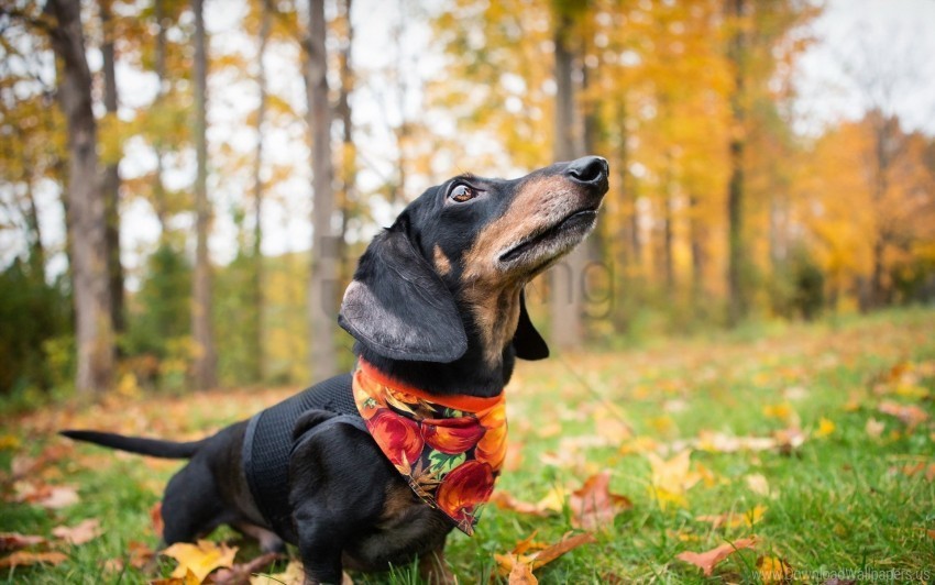 autumn dachshund dog grass leaves shawl wallpaper PNG graphics for presentations