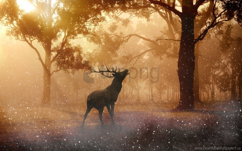 autumn deer fallow wallpaper PNG Graphic with Transparency Isolation