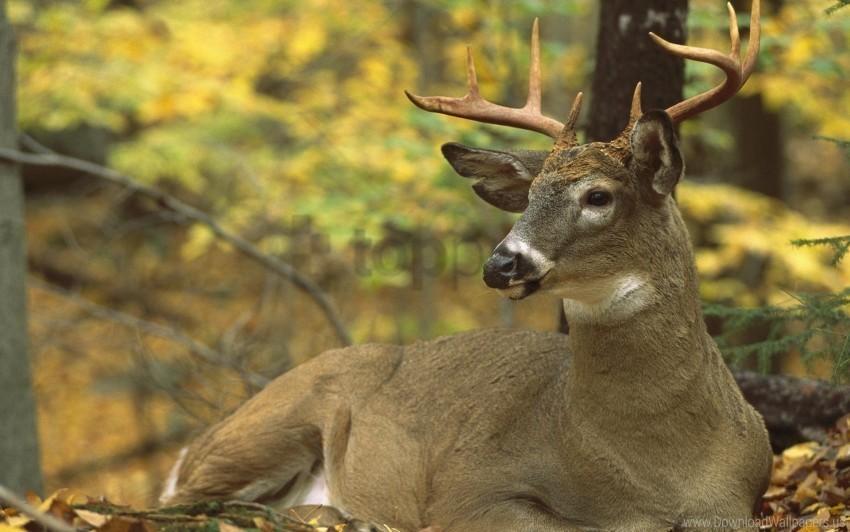 autumn deer foliage trees wallpaper Free PNG images with transparency collection