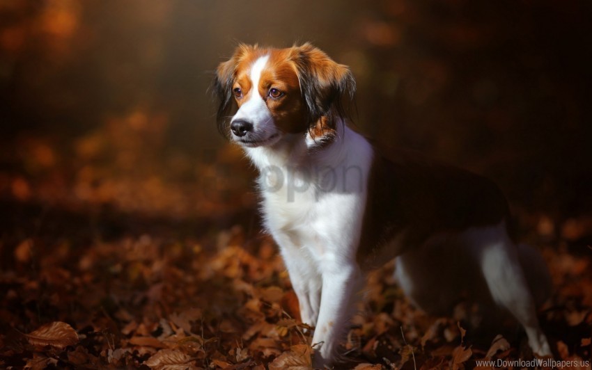 autumn dog foliage puppy wallpaper PNG transparent icons for web design