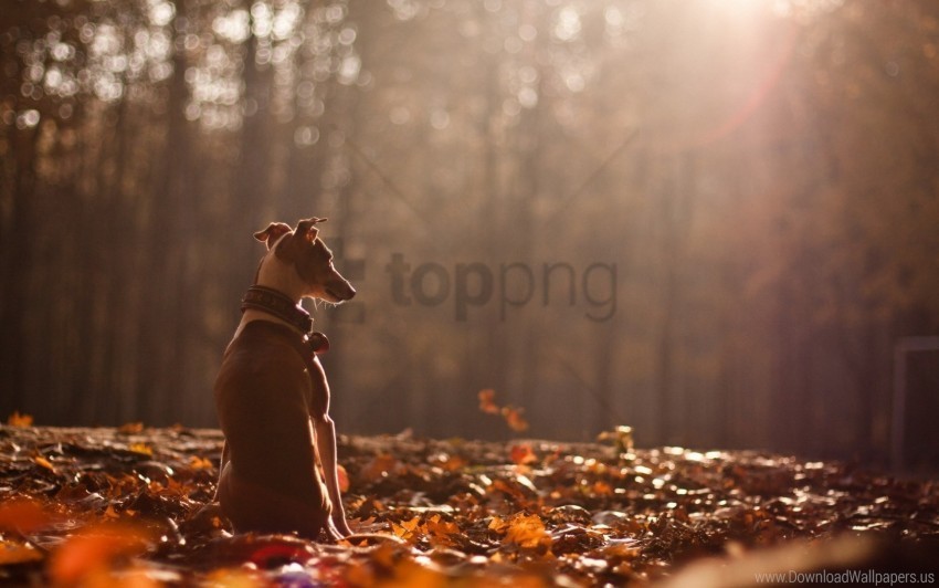 Autumn Dog Forest Leaves Nature Wallpaper Isolated Element In HighQuality PNG