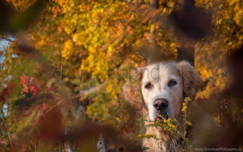 Autumn Dog Friend Wallpaper Transparent PNG Pictures Archive