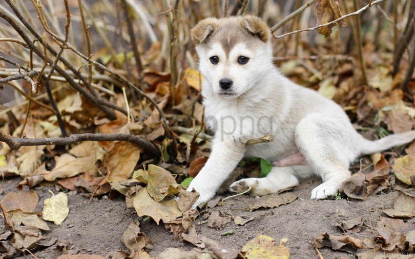 autumn dog leaves puppy wallpaper PNG files with transparency