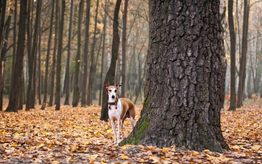 autumn dog leaves wallpaper Isolated Item on Clear Background PNG