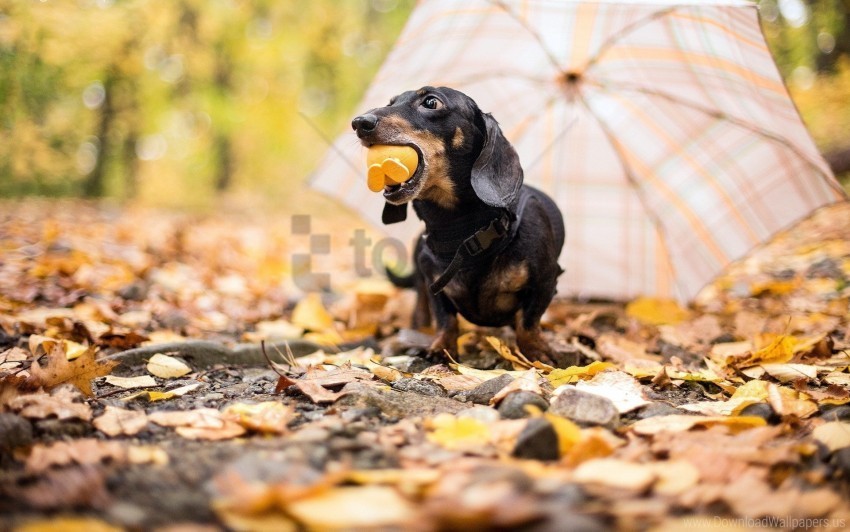 Autumn Dog Toy Umbrella Wallpaper PNG Images With Alpha Transparency Layer