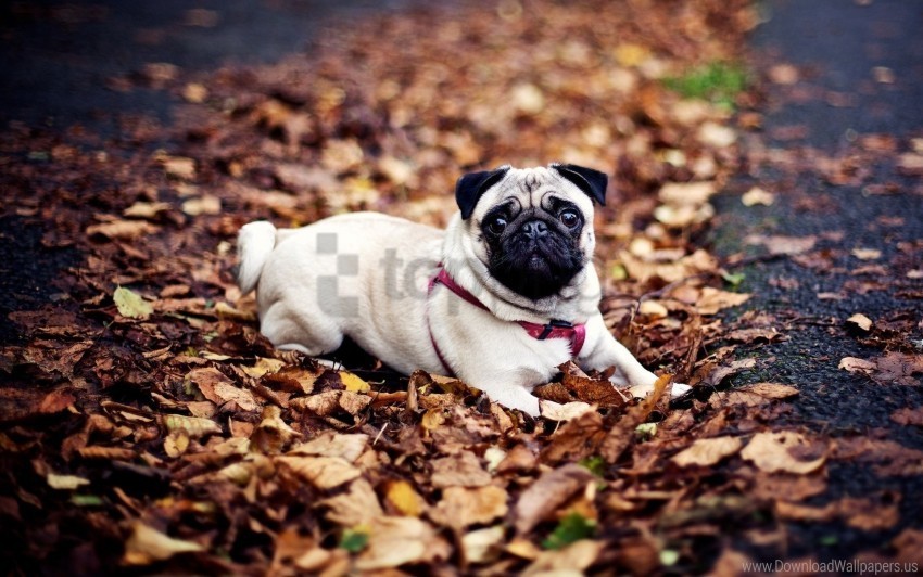 autumn dogs foliage leash lie pug wallpaper PNG images for editing
