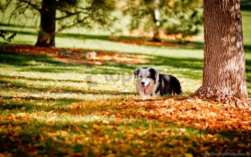 autumn dogs grass hide tree wallpaper PNG photo without watermark