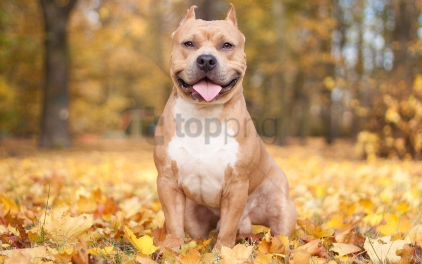 autumn dogs leaves protruding tongue wallpaper PNG Graphic Isolated with Transparency