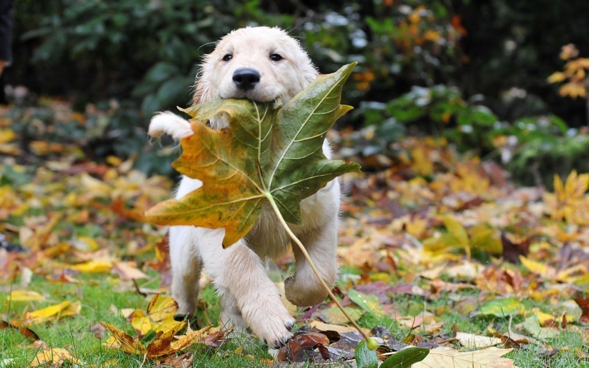 autumn dogs leaves puppy run wallpaper Isolated Element in Transparent PNG