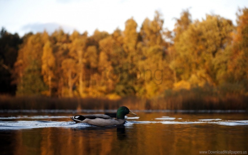 Autumn Duck Lake Wallpaper PNG Photo Without Watermark