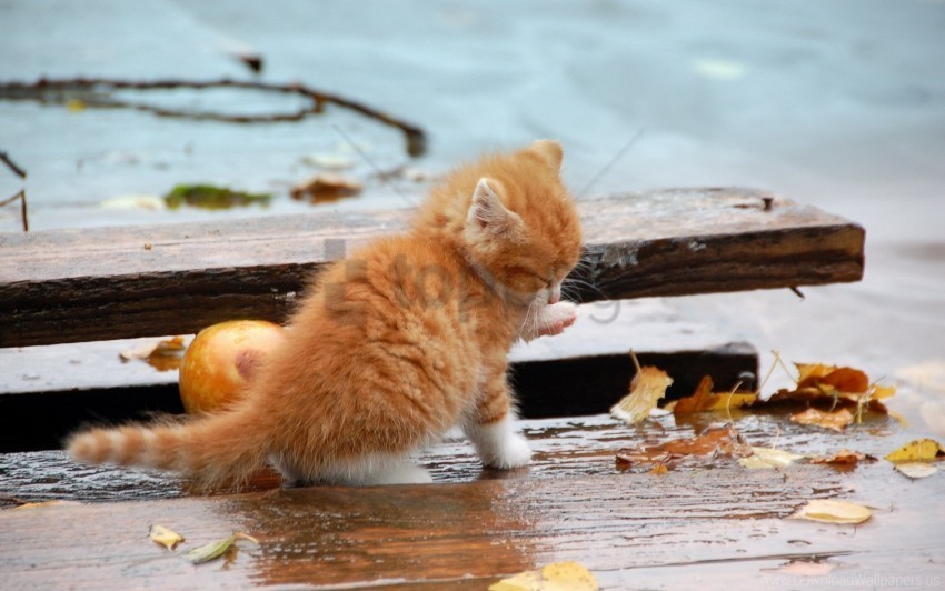 autumn fallen kitten leaves wallpaper Isolated Subject with Transparent PNG