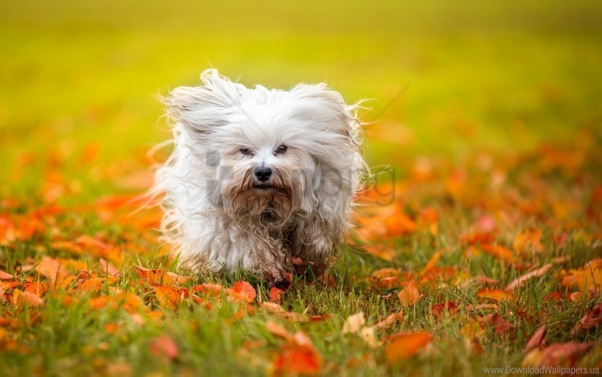autumn fluffy foliage havanese puppy wallpaper PNG images for printing