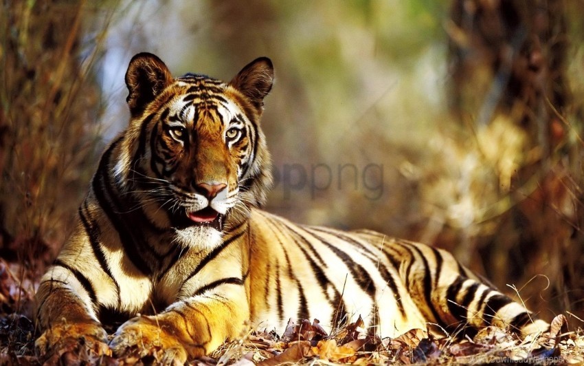 autumn foliage lie tiger wallpaper HighResolution Transparent PNG Isolated Item