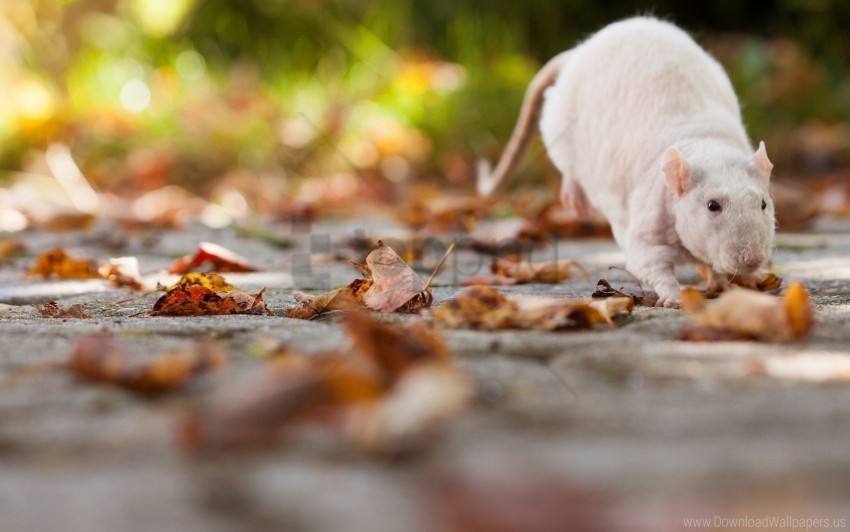 autumn foliage rat wallpaper PNG Image with Isolated Artwork