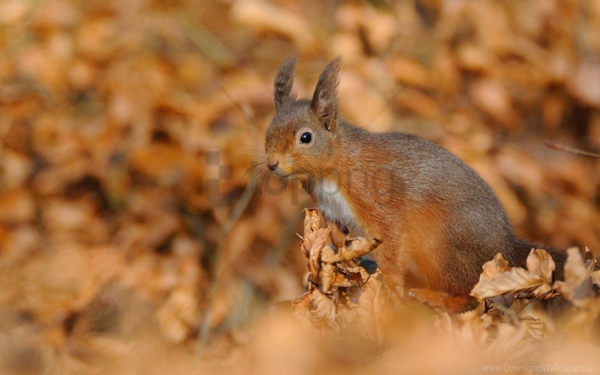 autumn foliage squirrel wallpaper PNG with Isolated Transparency