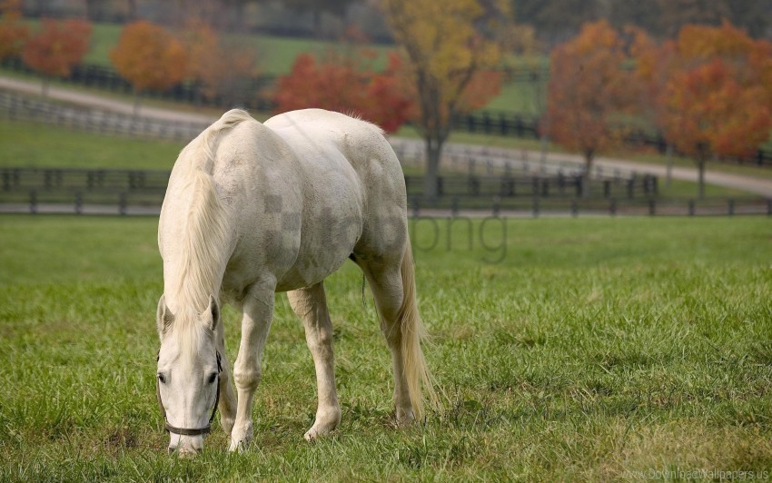 autumn food grass horse wallpaper Clean Background Isolated PNG Graphic