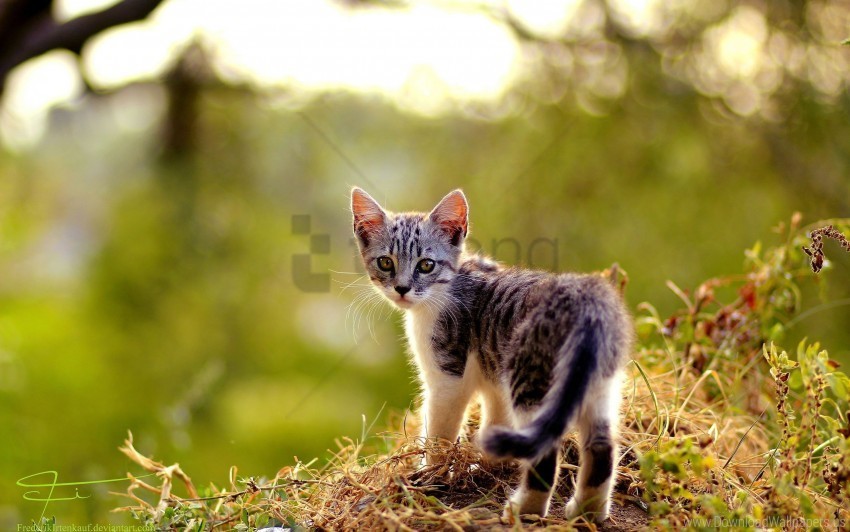Autumn Grass Kitten Leaves Wallpaper Free PNG Images With Transparent Backgrounds